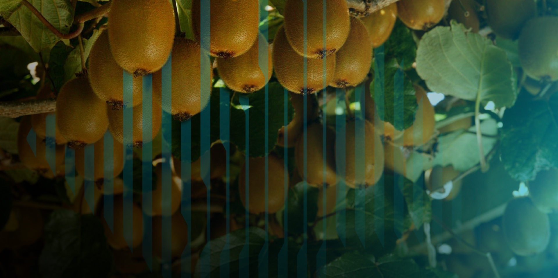 Prisma SASE simplifies and enhances security for Zespri